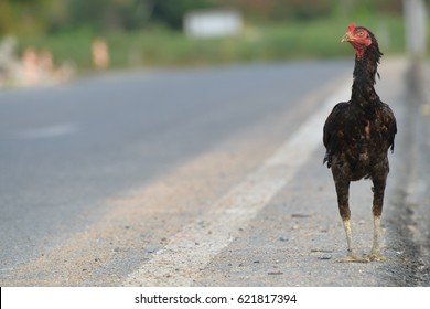 La Strada delle Galline, un Mistero di Successo in Italia Online